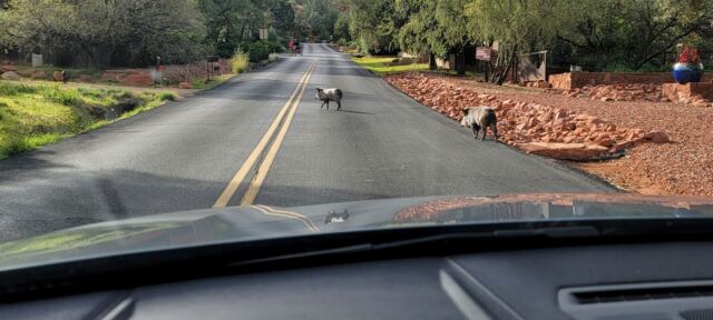 Javalina Crossing (1)