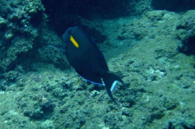 Another fish