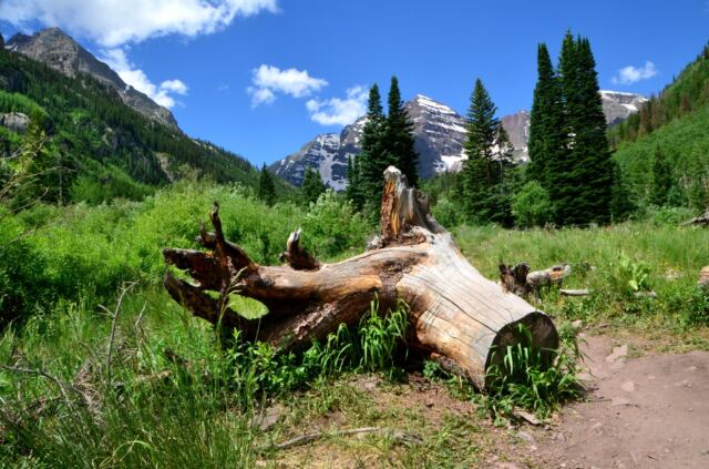 Upended stump on the trail