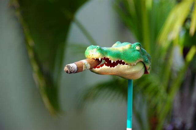 Smoking Gator