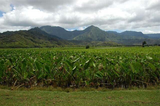 Taro fields in Hanalei Valley (1)