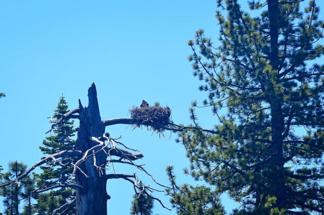 Tahoe eagle nests (from boat - slightly blurry) 06