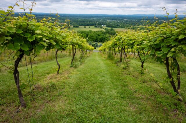 Bluemont Vineyard views 2