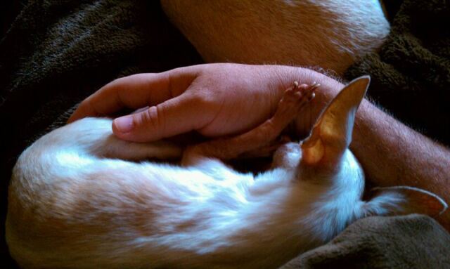 happiness-is-a-sleeping-puppy