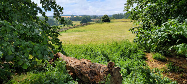 Chipping Campden sheep fields (12)