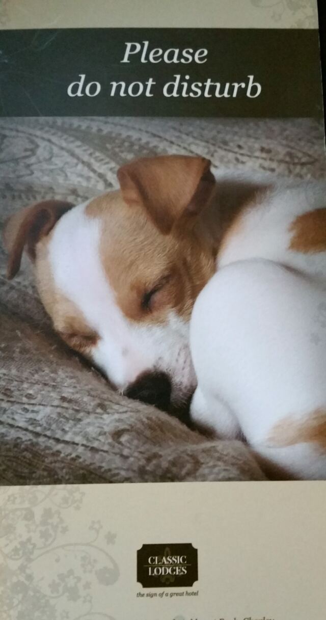 Please do not disturb Pippa!