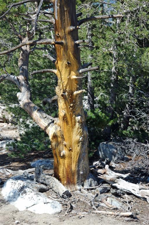 Dead but colorful tree