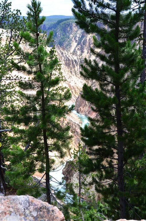 Yellowstone River and Canyon through the trees