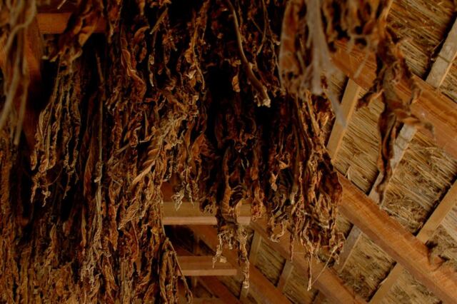 Drying tobacco from the ceiling