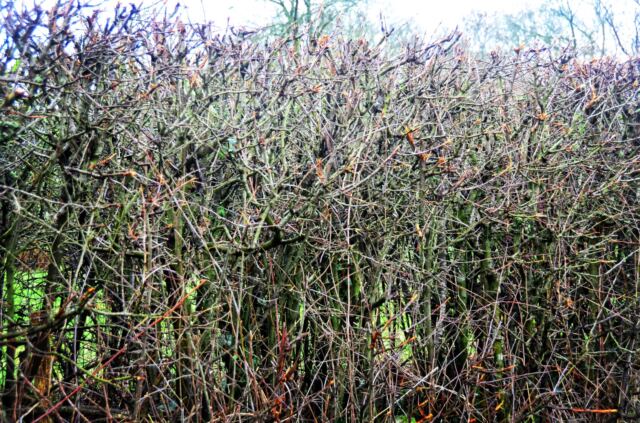 Hedgerow hasn't greened up yet