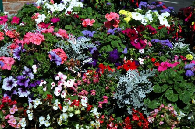 Stratford flowers (1)