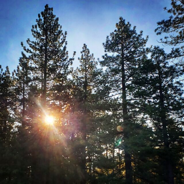 Sunrise through the pines 01