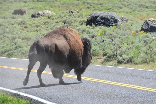 Lamar Valley bison (6)
