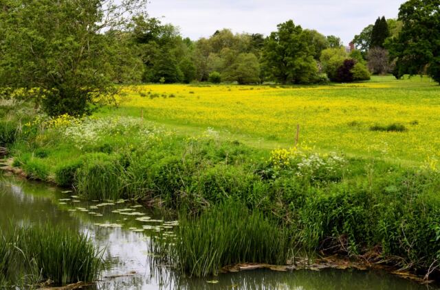 Honington - field of rapeseed