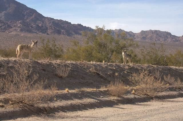 two-coyotes