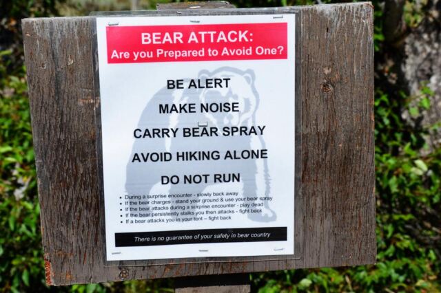 Bear Attack!