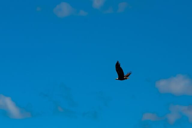 Bald Eagle 03