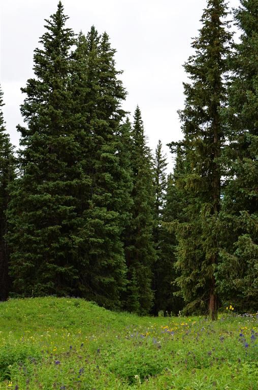 Tall pine trees