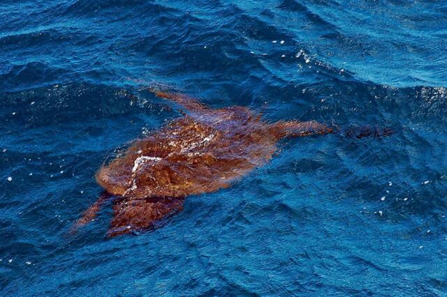 Submerged sea turtle