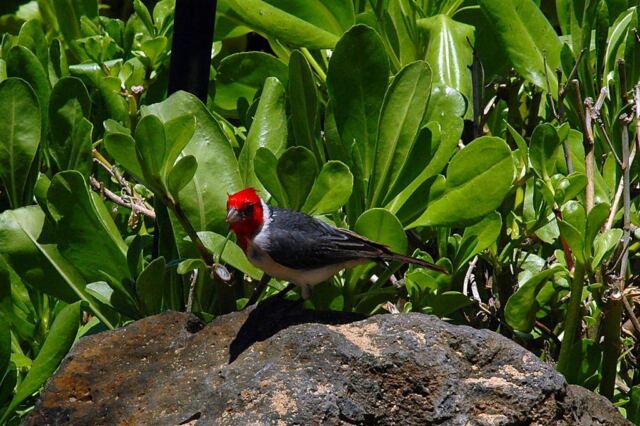 Colorful bird (1)