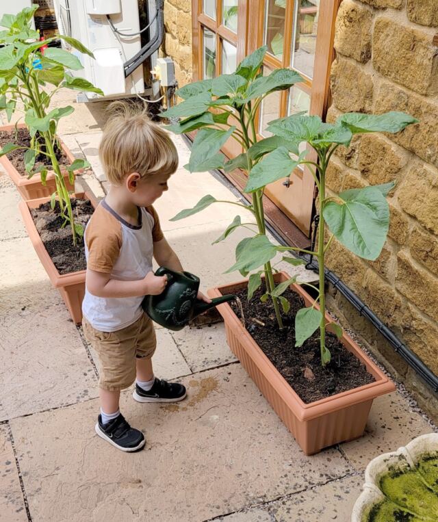 Henry waters his sunflowers