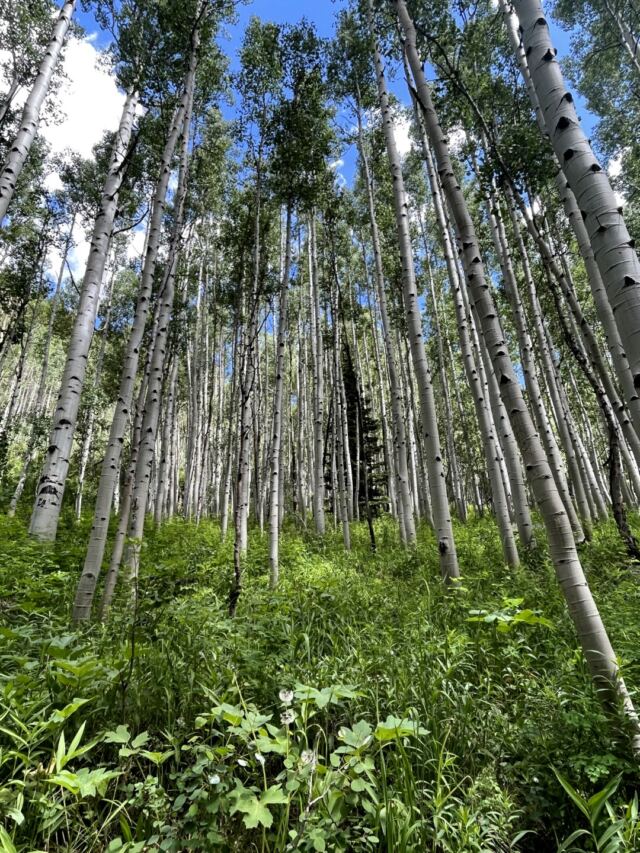 Aspens 2