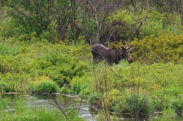 Moose (3)