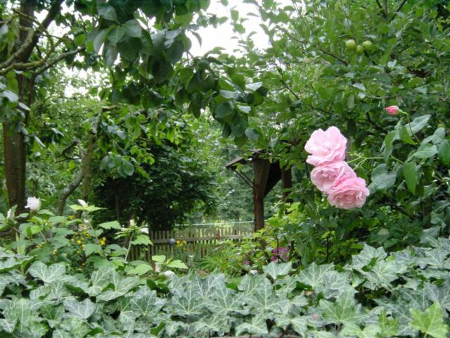 white-roses-and-garden-2