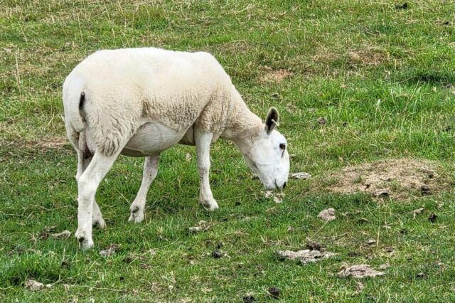 Cotswold Way sheep encounters (05)