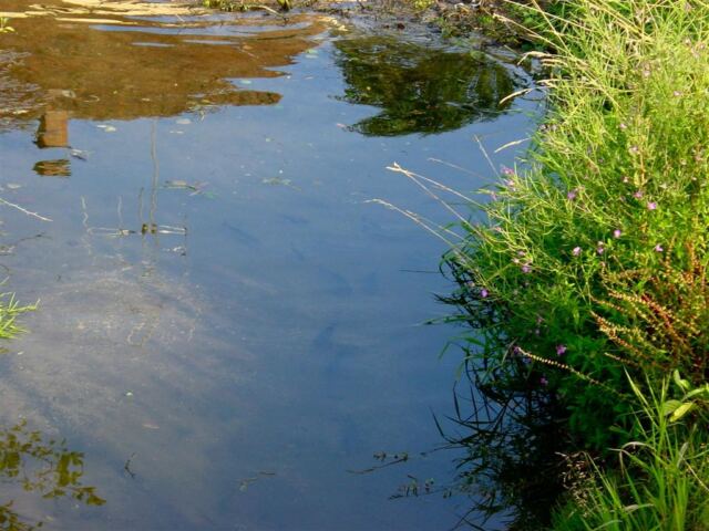 see-the-trout-2