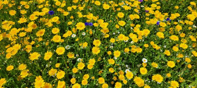 Cotswold Lavender - yellow flowers (7)