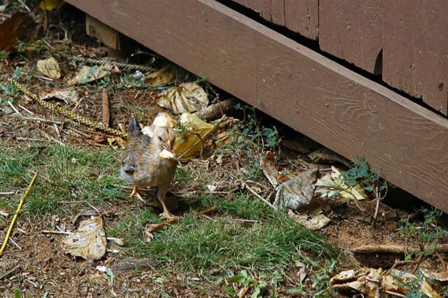 Run little guy run!