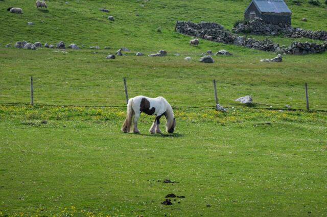 The Shetland Pony Experience 01