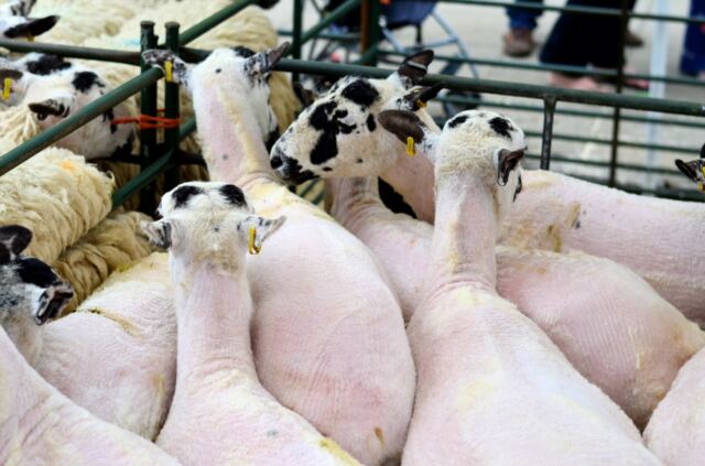 Shipston Wool Fair - sheep (4)