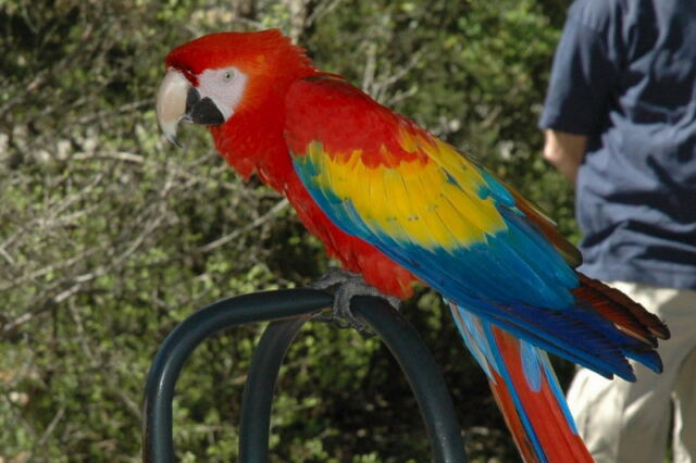 Parrot 3