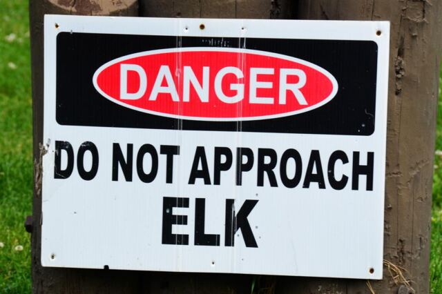 These elk will cut you, man