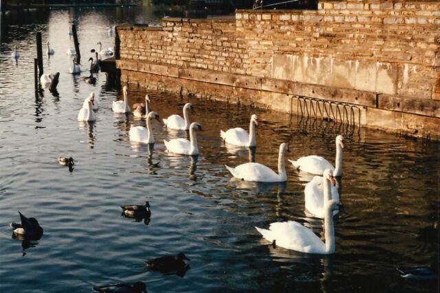 Stratford swans in a row