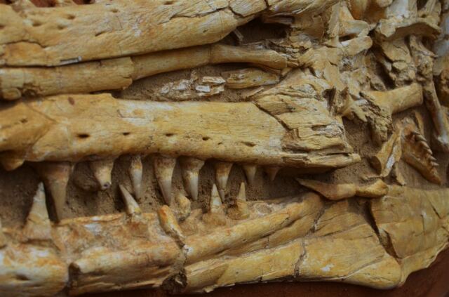 Fossil details