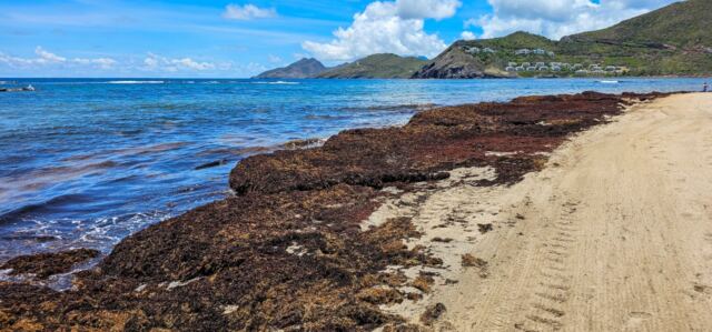 Sargassum