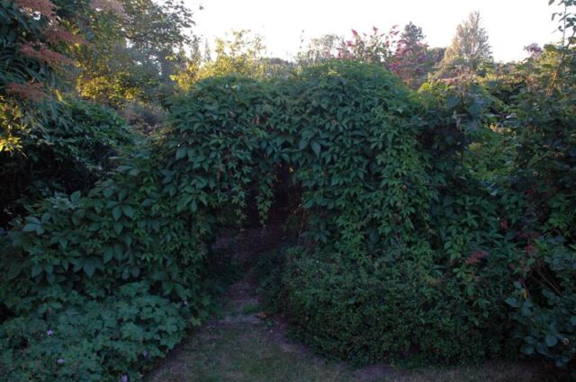 Woodland Cottage - back garden (7)