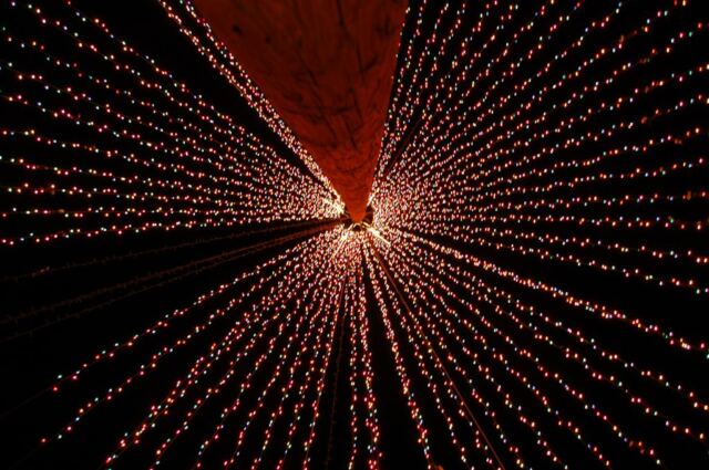 looking-up-from-base-of-tree