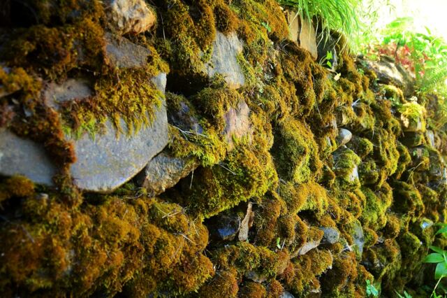 Boeger Winery - mossy stone wall 02