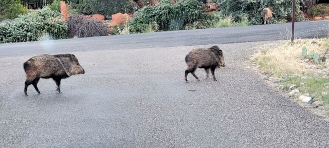Javalina Crossing (7)