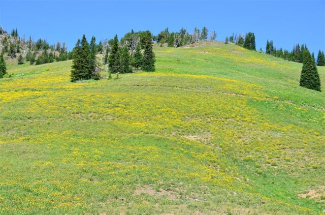 Random hill and wildflowers (4)