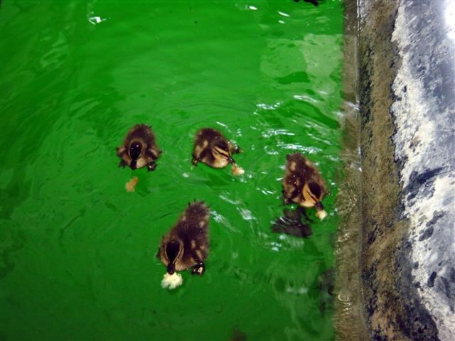 baby-ducks
