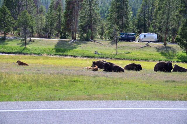 Yellowstone bison in a roadside rest stop (4)