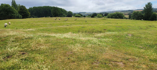 Chipping Campden sheep fields (07)