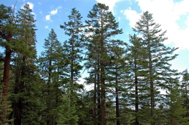 Tall majestic pines