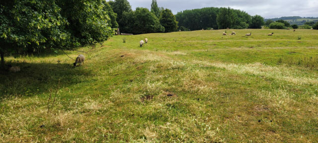 Chipping Campden sheep fields (08)