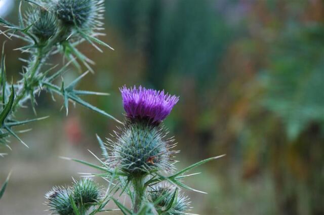 Thistle